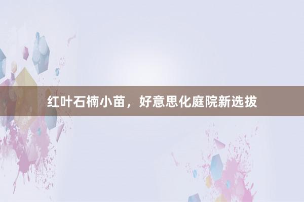红叶石楠小苗，好意思化庭院新选拔